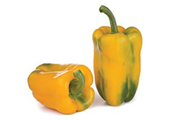 Pimiento Lamuyo Amarillo Pimiento Lamuyo Amarillo